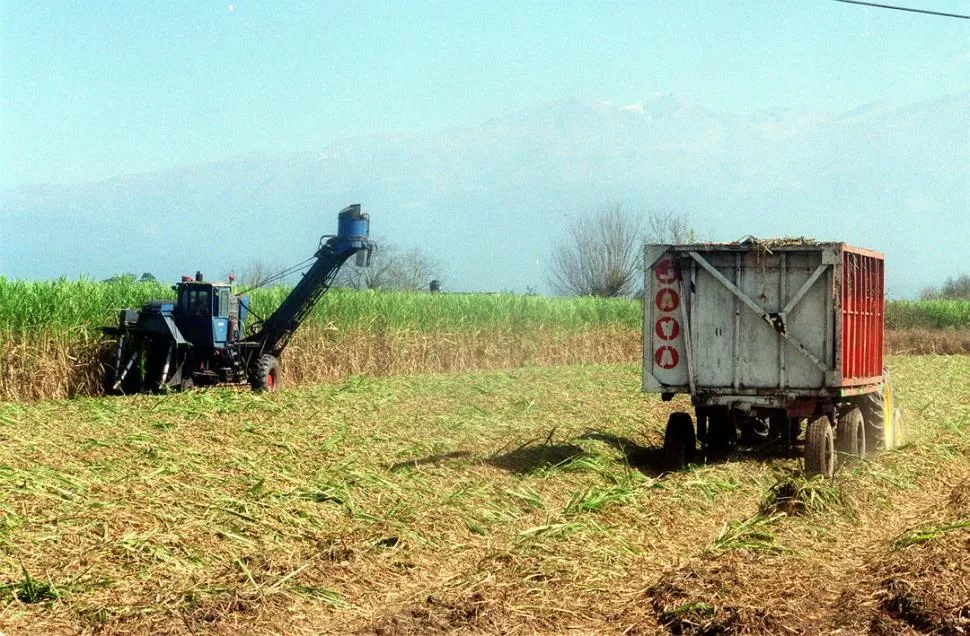 CONSTANTE Y DE IMPORTANCIA REGIONAL. Los datos de precosecha de calidad de la materia prima del Grupo Caña de Azúcar surgen de un rigor metodológico y uso del mismo instrumental. LA GACETA / ARCHIVO