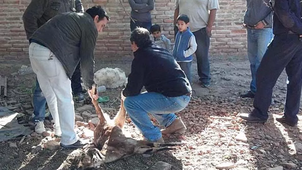 MISTERIO. Los vecinos están asustados por la aparición de animales muertos de manera inexplicable. FOTO TOMADA DE ELLIBERAL.COM.AR