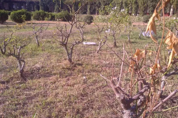 Los pastizales se adueñan de El Rosedal
