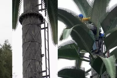 Orán: Escondieron una antena telefónica dentro de una palmera