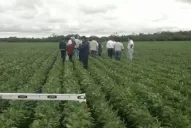 China importaría menos soja que la proyectada por el USDA