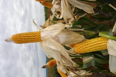 Sin fertilizar y sin rotar, los rindes fueron muy bajos