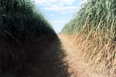 La renovación del cañaveral con rotación es un ciclo virtuoso