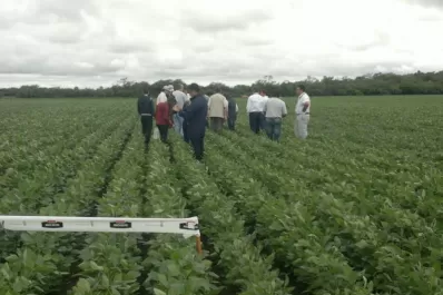 China importaría menos soja que la proyectada por el USDA