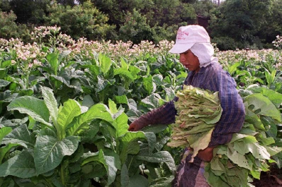 Jujuy: Pequeños productores tabacaleros reclaman subsidios
