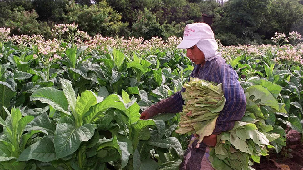 DELICADA SITUACIÓN. En el Valle de Perico hay entre 200 y 250 productores genuinos que reclaman auxilio financiero. FOTO ARCHIVO