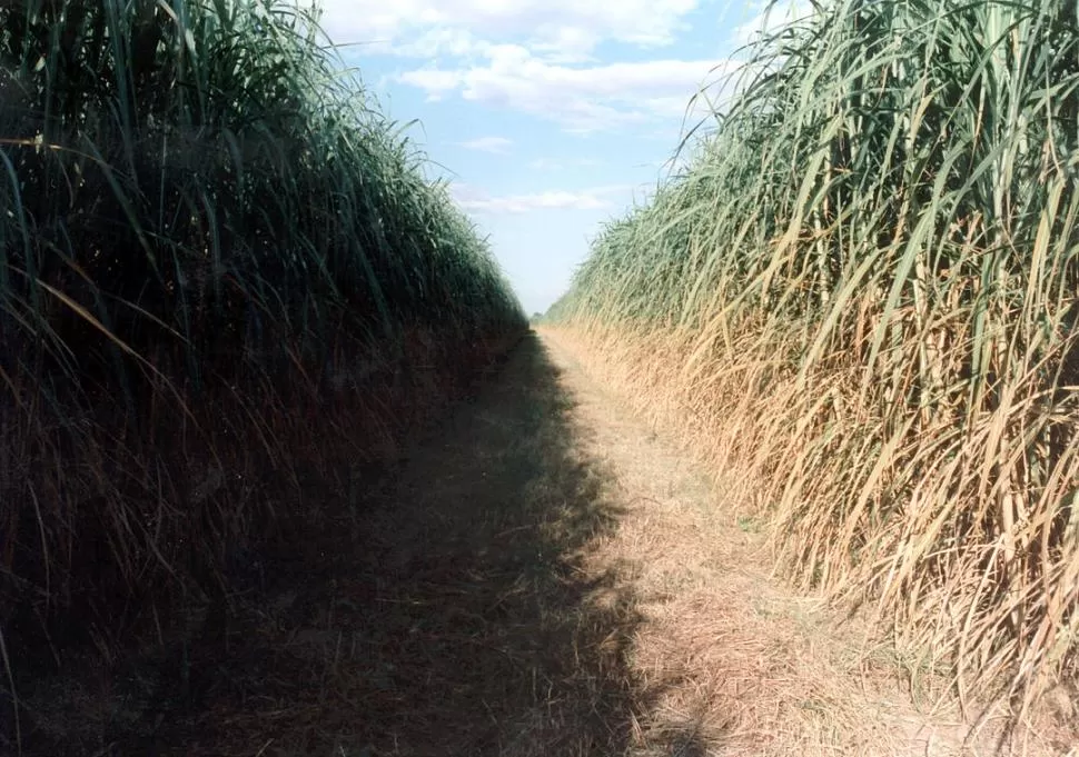 LARGA VIDA. Un cañaveral exitoso cumplió con pasos concretos a la hora de realizar la nueva plantación. LA GACETA / ARCHIVO