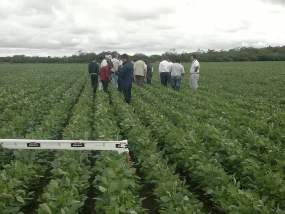 EFECTOS. Las causas de la menor compra de soja se debe a que tuvieron problemas en la producción avícola. FOTO DANIEL SALVADOR