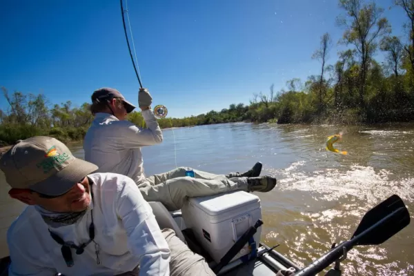 El Juramento brilla con sus dorados