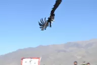 El cóndor Thoncweche ya vuela libre en el cielo de Tafí del Valle