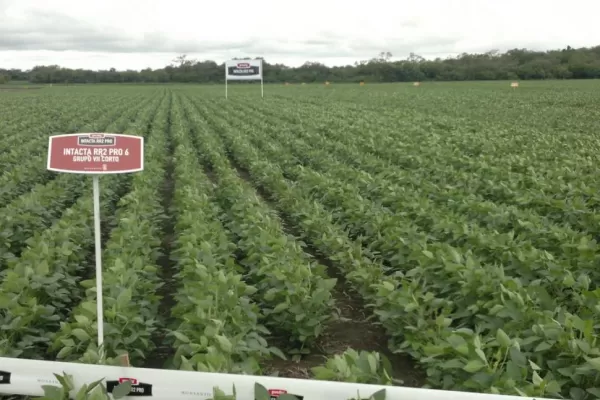 En el NOA y el NEA podrán utilizar, a gran escala, la nueva variedad de Monsanto