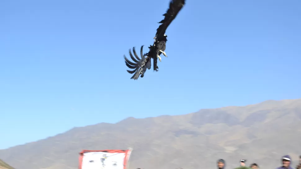 EMOTIVO. El instante en que Thoncweche abre sus alas y levanta vuelo. GENTILEZA JAVIER ASTORGA