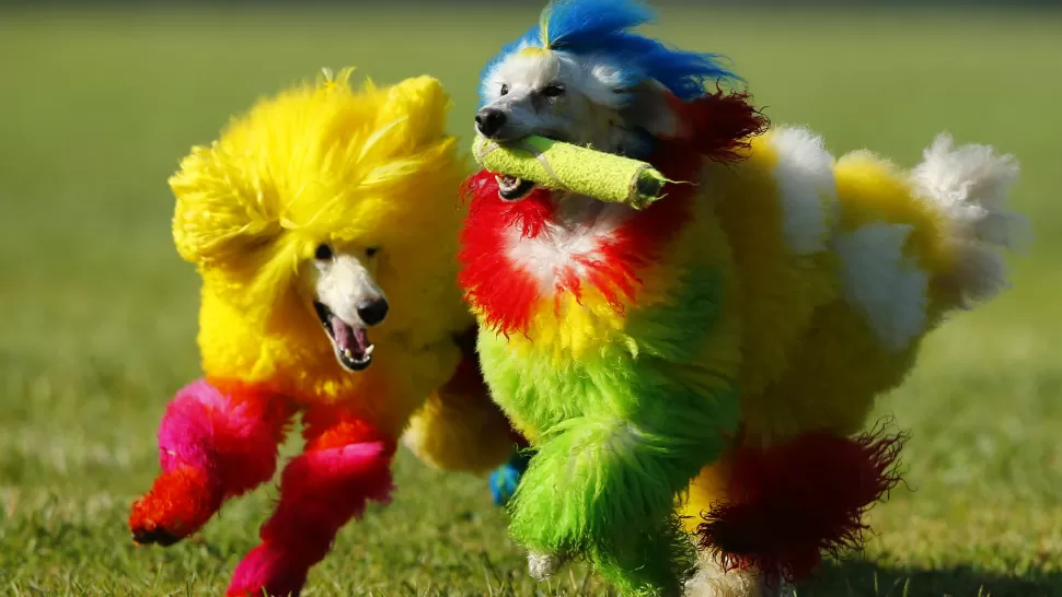 DE COLORES. Perritos teñidos se pasean por California. REUTERS