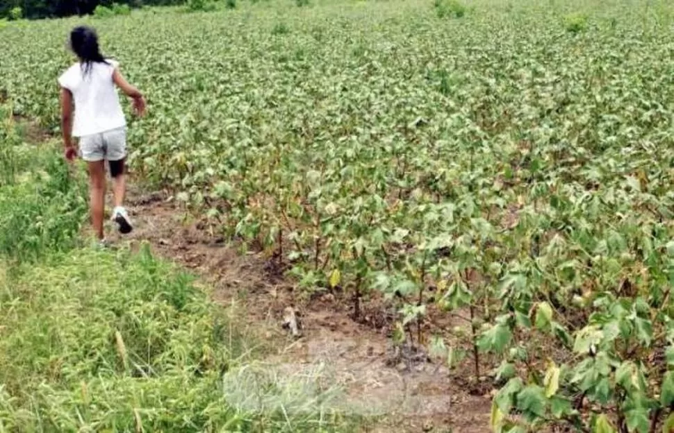 FALTA DE SEMILLAS. Productores estiman que se sembrará menos. 