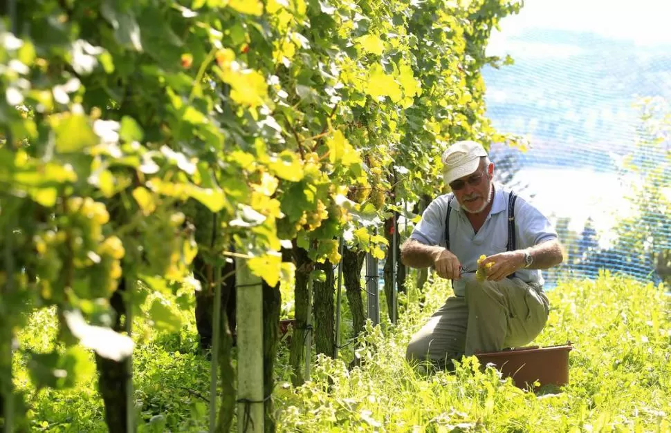 AYUDA PARA LOS VITIVINICULTORES. El sector será uno de los principales beneficiados, con más de $ 3 millones. LA GACETA / ARCHIVO