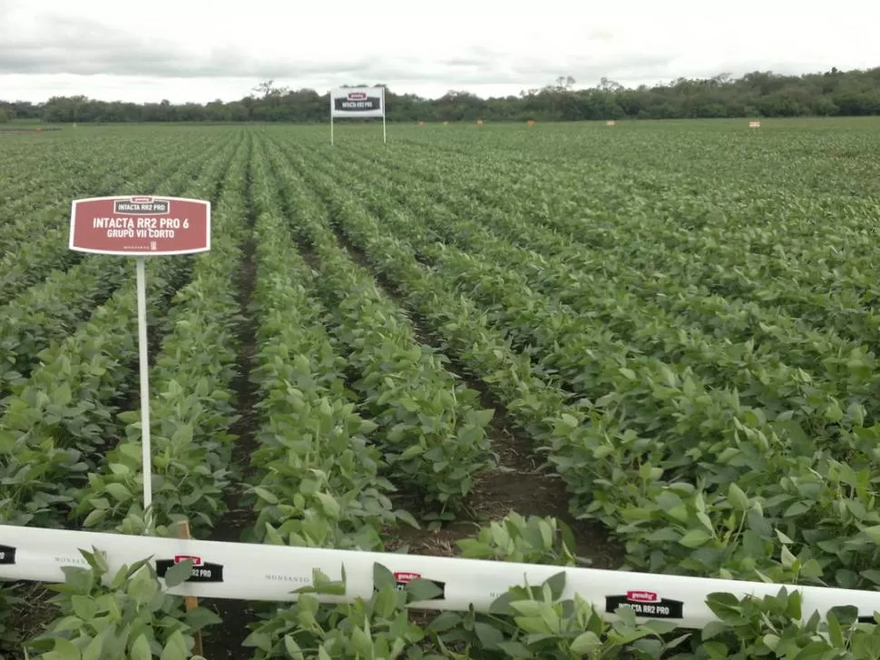 EN TUCUMAN. En un campo experimental ubicado en la zona de La Cruz, la empresa multinacional mostró los resultados de los ensayos realizados. GENTILEZA MONSANTO