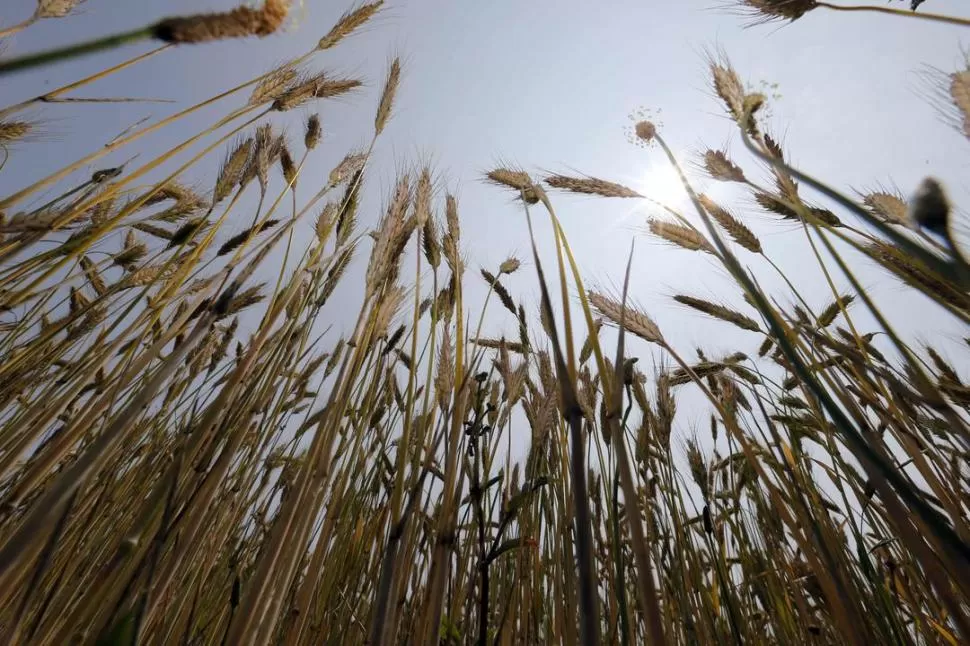 TODO POR EL TRIGO. La Secretaría de Comercio había emplazado esta semana a los exportadores para que normalizaran el mercado del cereal. REUTERS