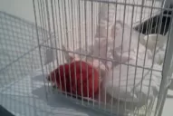 Escándalo por una obra de arte que contenía una rata