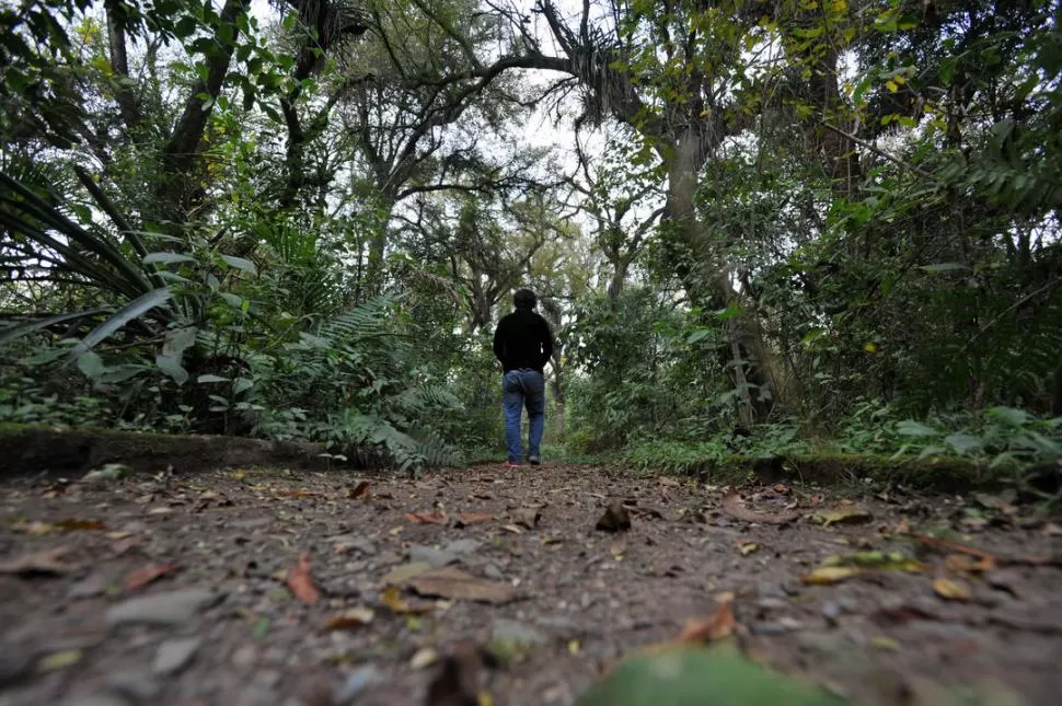  MISTERIO. El sendero tapizado de hojarasca, el inicio de un viaje arcano.