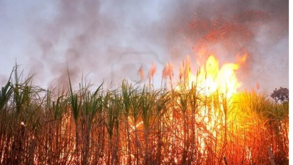 IMPACTO AMBIENTAL. La quema de caña es una práctica frecuente en Tucumán. 