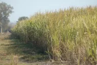 Aguardan que se declare la Emergencia Agropecuaria en granos