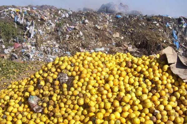 El Senasa destruyó 12.600 kilos de cítricos en Tucumán