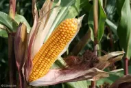 El control de malezas en maíz, en post emergencia temprana