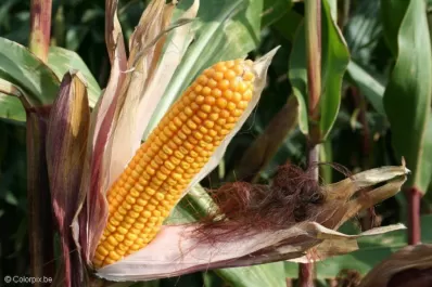 El control de malezas en maíz, en post emergencia temprana