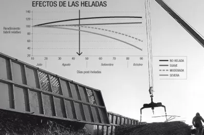 Los daños más severos se registraron en los cañaverales ubicados al Este y Sur de Tucumán