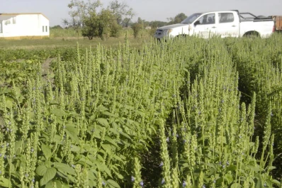 Reducen las pérdidas en la cosecha mecánica de chía