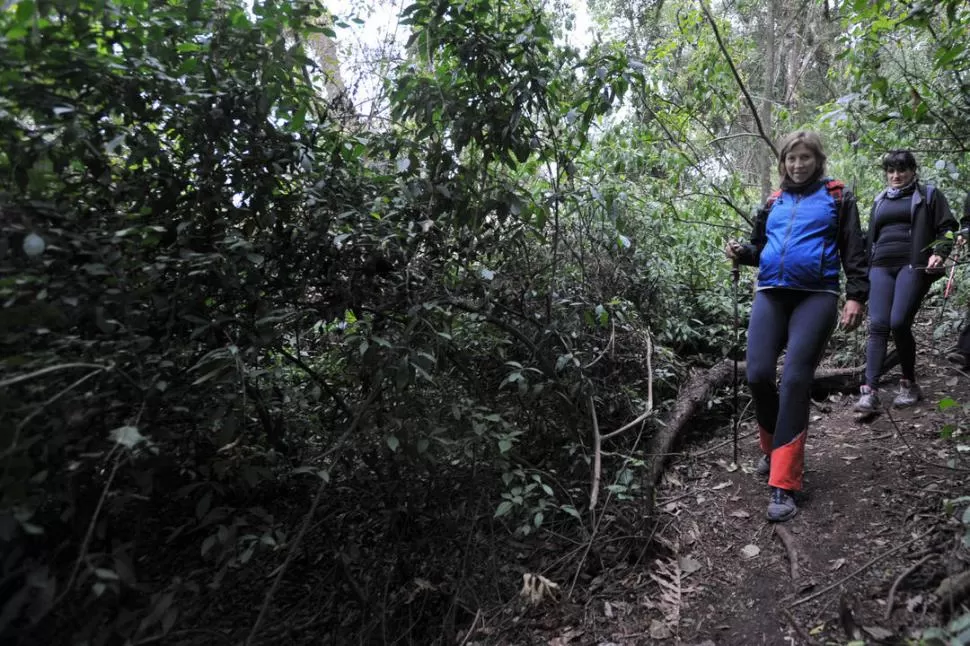 POR EL BOSQUE. El senderismo es una de las actividades más elegidas. LA GACETA / FOTO DE DIEGO ARáOZ