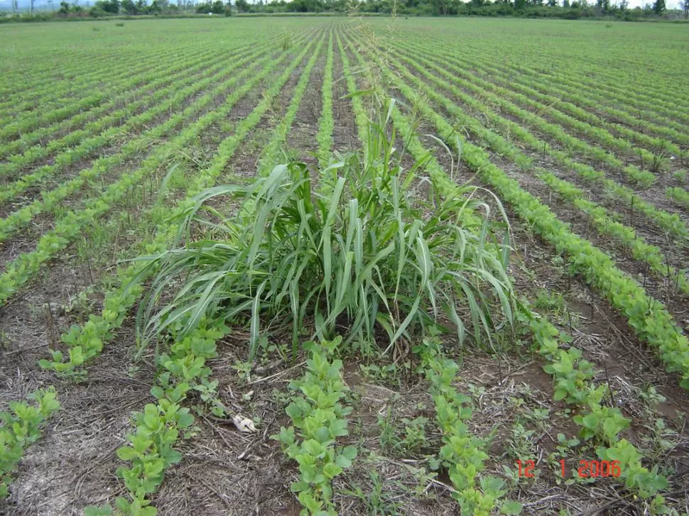 REALIDAD QUE NOS GOLPEA. Así definieron los encargados del proyecto CREA, al demandar una solución eficiente en el control de malezas. Los sistemas que manejaban los productores dejaron a la investigación en segundo plano. AGRO.INFOCLIMA.COM