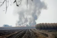 Por las heladas se perderán casi 300.000 toneladas de azúcar