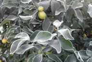 Las heladas afectaron seriamente la producción de limón tucumano