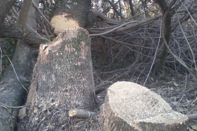Talaron árboles junto al río Gastona