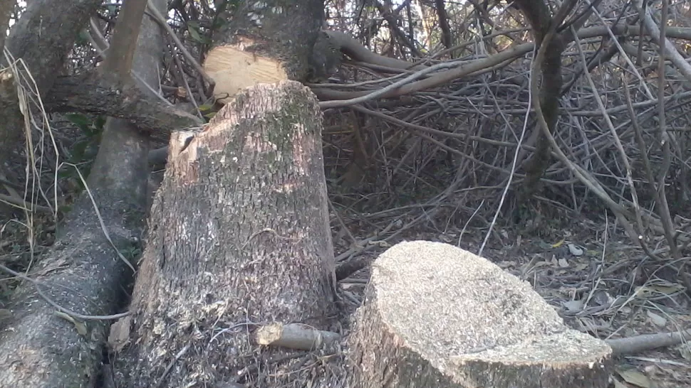 Talaron árboles junto al río Gastona