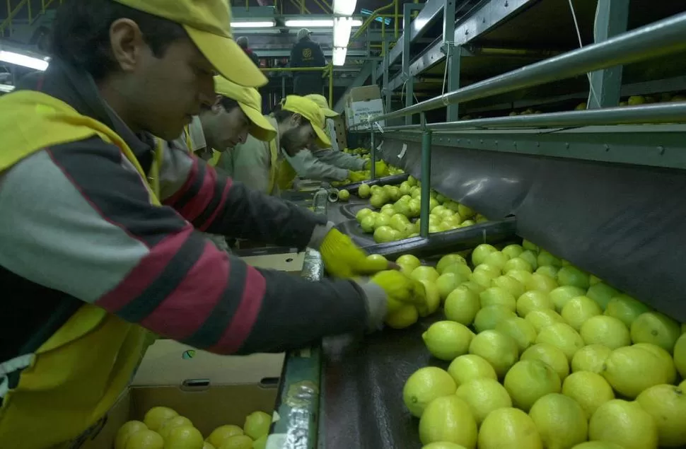 RESPALDO. La citrícola San Miguel decidió acompañar la idea sindical. 