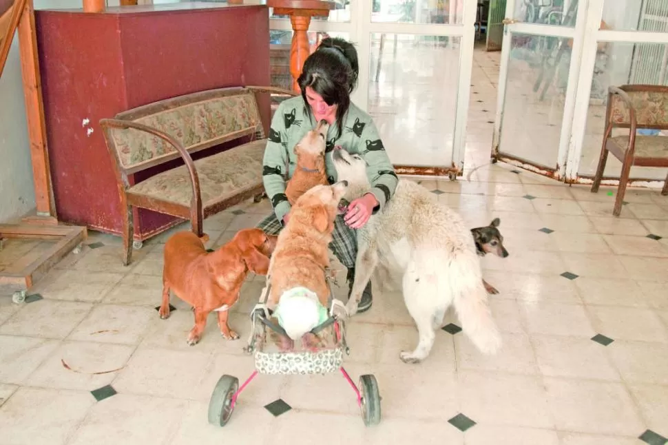 PURO AMOR. Cuatro de sus animales le muestran su cariño, entre 
 LA GACETA / FOTO DE INéS QUINTEROS ORIO 