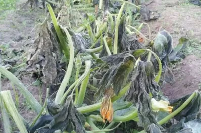 Declaran la emergencia agropecuaria para el norte salteño