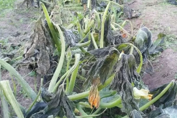 Declaran la emergencia agropecuaria para el norte salteño