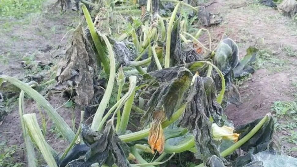 DAÑOS. La helada provocó pérdidas en la producción de hortalizas en todo el norte salteño. FOTO TOMADA DE ELTRIBUNO.INFO
