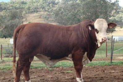 La Cabaña La Asunción remató toros de excelente calidad