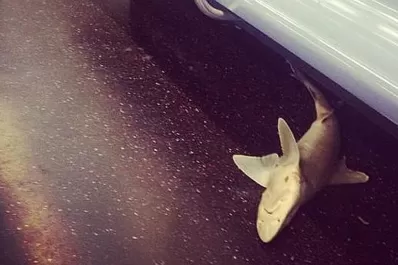 ¿Cómo llegó un tiburón al metro de Nueva York?