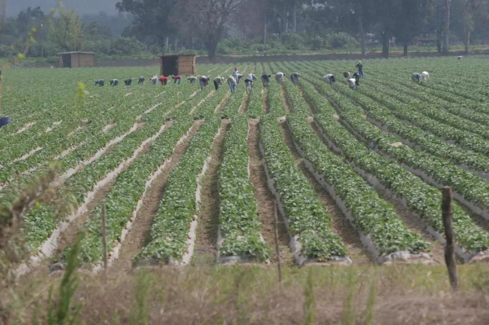 ENTRE MANO Y MANO. La actividad frutillera es muy demandante de mano de obra, por lo que el costo laboral es uno de los de mayor incidencia dentro de los costos generales del productor. LA GACETA / FOTO DE JUAN PABLO SANCHEZ NOLI 