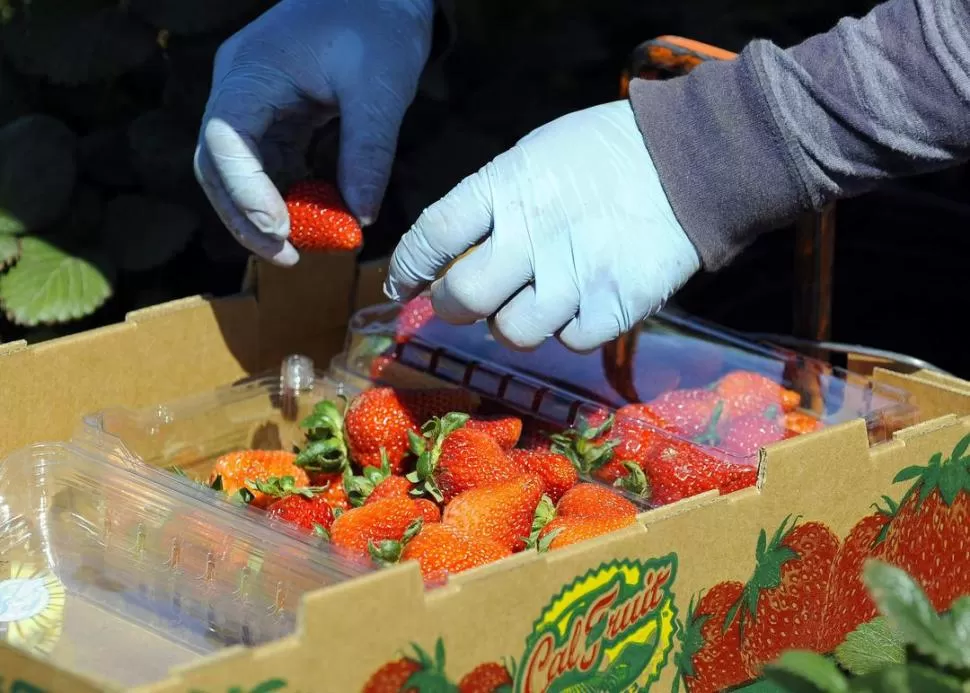 EN FRANCO RETROCESO. Se produce menos fruta porque se redujo la superficie plantada con frutilla. REUTERS 