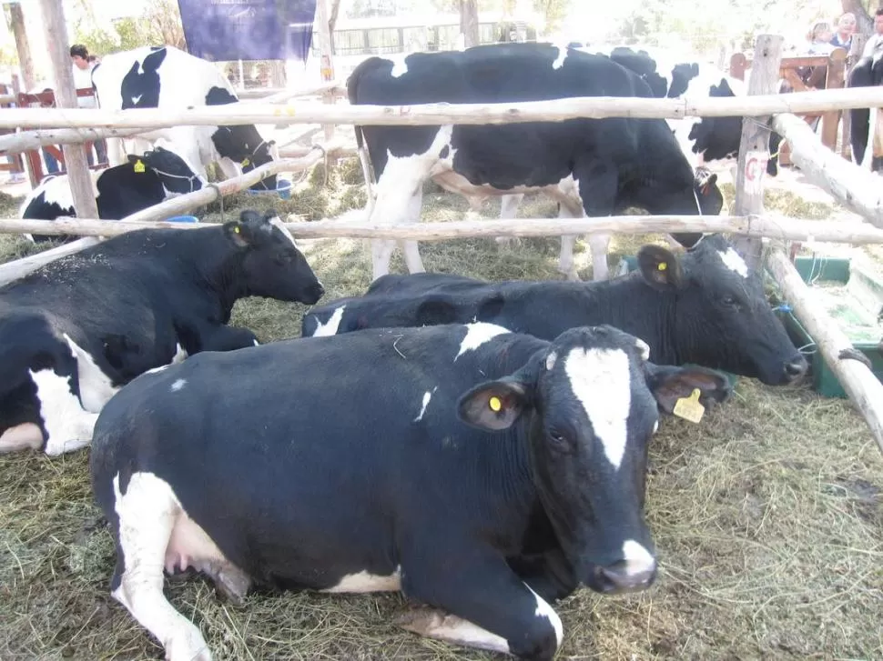 FUTURO. La producción lechera de Trancas tiene algunas potencialidades que se deben aprovechar para mejorar su competitividad. Una de ellas es el agroturismo, que le permite al productor incorporar un valor agregado diferente. .