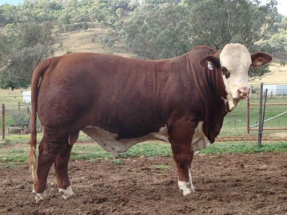 RUSTICIDAD. Toros de esta genética fueron presentados para la venta.  