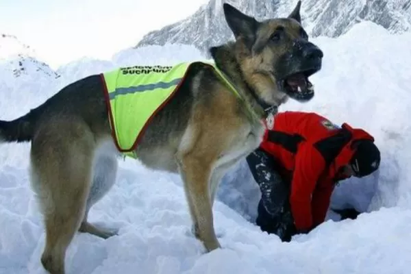 Un perro cuidó durante 23 días el cuerpo congelado de su amo