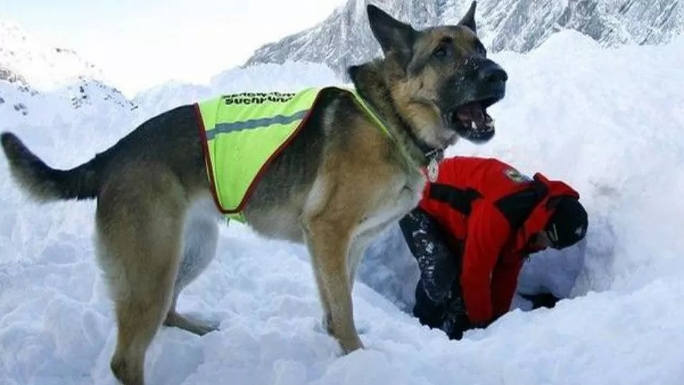 TRAGEDIA. El animal lo acompañó todo el tiempo. FOTO TOMADA DE MINUTONEUQUEN.COM