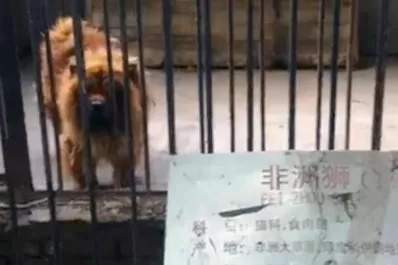 Un zoológico disfrazaba a perros como leones